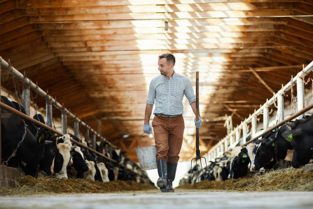 Sustainable Cattle Farming: Eco-Friendly Practices for Healthier Herds